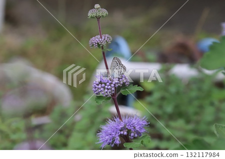 一隻蝴蝶從秋天花園裡盛開的紫色花朵中吸取花蜜 一隻蝴蝶從秋天花園裡盛開的紫色花朵中吸取花蜜 132117984