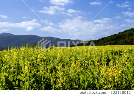 Crotalaria (raccoon pea) flowers blooming in the countryside in autumn 132118012
