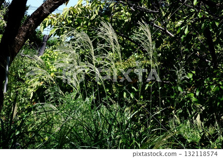 Flowers that symbolize autumn in Japan Flowers that symbolize autumn in Japan 132118574