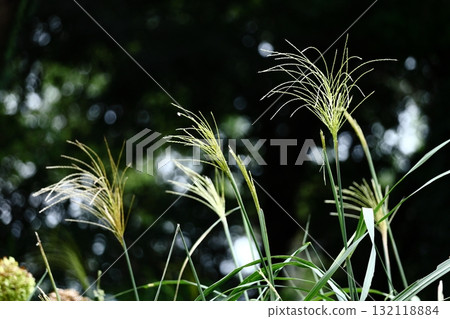 日本像徵秋天的花 日本像徵秋天的花 132118884