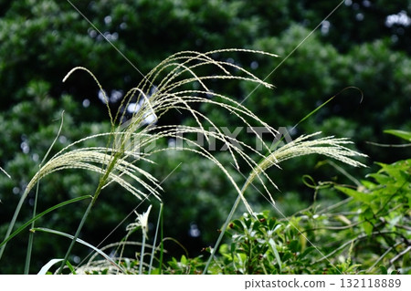 日本像徵秋天的花 日本像徵秋天的花 132118889