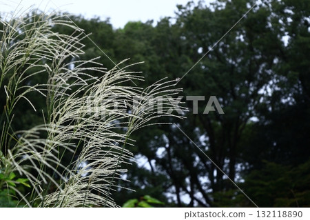 日本像徵秋天的花 132118890