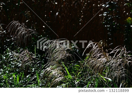 日本像徵秋天的花 日本像徵秋天的花 132118899