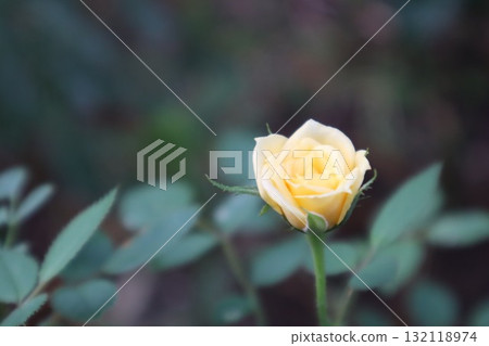 Rose of yellow Rose of yellow 132118974