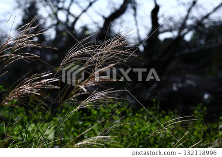日本像徵秋天的花 日本像徵秋天的花 132118996