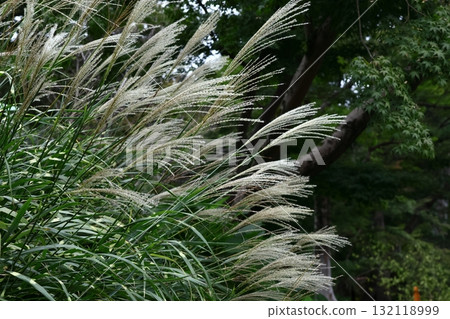 Flowers that symbolize autumn in Japan 132118999