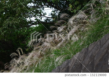 日本像徵秋天的花 日本像徵秋天的花 132119000