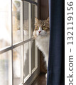 窗邊的貓-2 132119156
