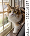 窗邊的貓-3 132119157