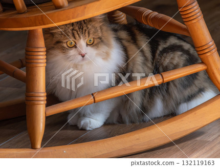 Cat hiding under the rocking chair Cat hiding under the rocking chair 132119163