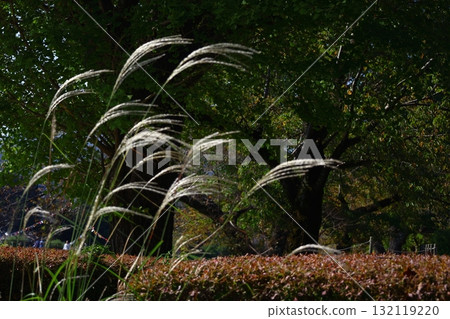 Flowers that symbolize autumn in Japan 132119220