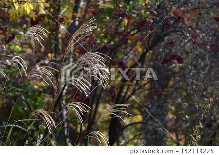 日本像徵秋天的花 日本像徵秋天的花 132119225