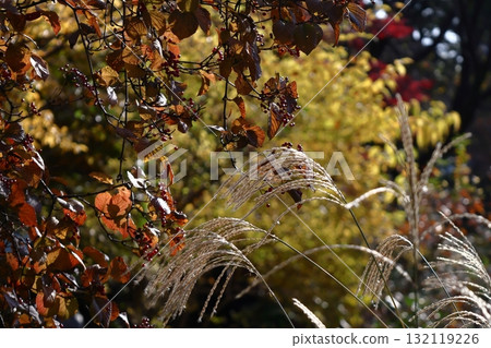 日本像徵秋天的花 日本像徵秋天的花 132119226