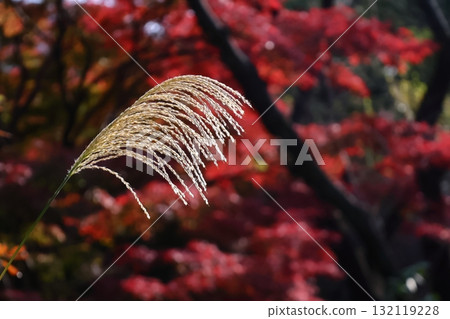 日本像徵秋天的花 132119228