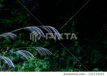 日本像徵秋天的花 日本像徵秋天的花 132119261