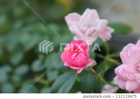 粉紅色的玫瑰 132119475