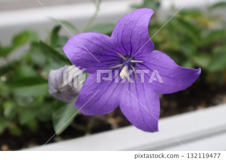 Purple bellflower Purple bellflower 132119477