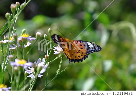 滿月時盛開的淡紫色花 滿月時盛開的淡紫色花 132119481