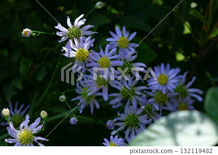 滿月時盛開的淡紫色花 132119482