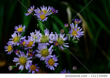 滿月時盛開的淡紫色花 132119490