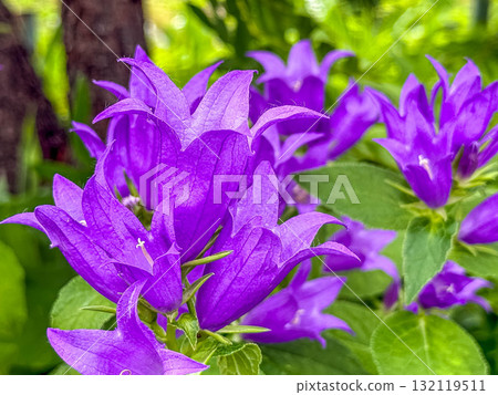 Campanula flowers that add color to early summer 132119511