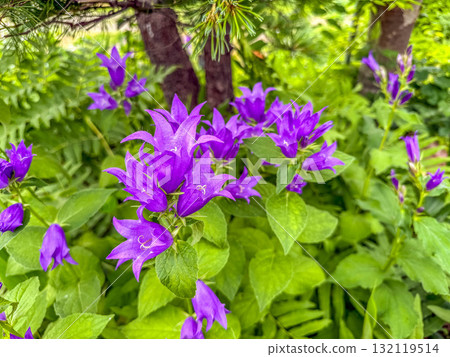 Campanula flowers that add color to early summer 132119514