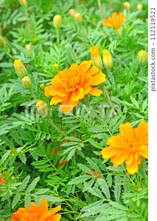 植物:瑪麗金菊科 植物:瑪麗金菊科 132119521