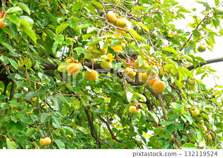 Tree: Okinawa Okinawa Tree: Okinawa Okinawa 132119524