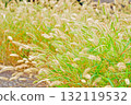 植物：Enokologaseaceae 132119532