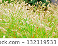 植物：Enokologaseaceae 132119533