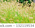 植物：Enokologaseaceae 132119534