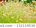 植物：Enokologaseaceae 132119536