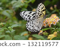 Butterfly on a lantana flower 132119577