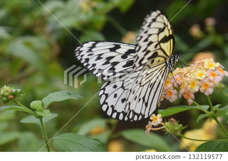 Butterfly on a lantana flower 132119577