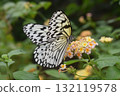 Butterfly swallowtail butterfly drinking nectar from a lantana flower 132119578