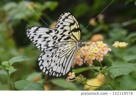 Butterfly swallowtail butterfly drinking nectar from a lantana flower 132119578