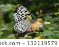 Butterfly swallowtail butterfly drinking nectar from a lantana flower 132119579