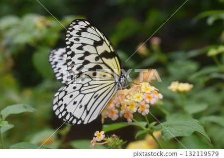 Butterfly swallowtail butterfly drinking nectar from a lantana flower 132119579