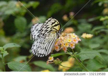 Red-crowned nighttail sucking lantana nectar 132119580