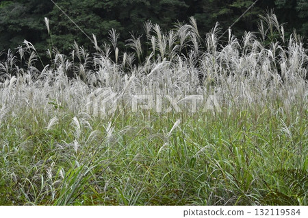 日本蒲葦搖曳的秋景 132119584