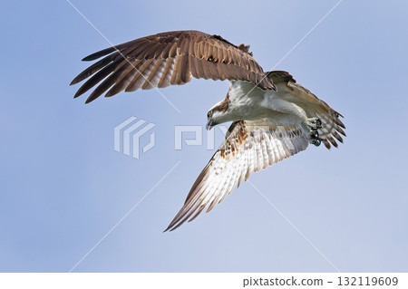 Osprey hovering overhead Osprey hovering overhead 132119609