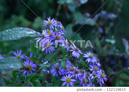 A pale purple flower that blooms during the full moon A pale purple flower that blooms during the full moon 132119615