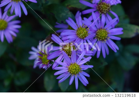 滿月時盛開的淡紫色花 132119618