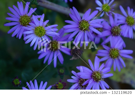 滿月時盛開的淡紫色花 滿月時盛開的淡紫色花 132119620