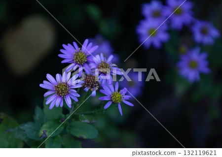 滿月時盛開的淡紫色花 滿月時盛開的淡紫色花 132119621