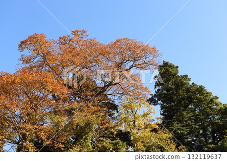 八頭町渡理神社的神社樹林的秋葉和黃葉，石破茂首相在此祈禱勝利 132119637