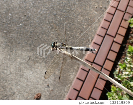 鹽卡拉蜻蜓男 鹽卡拉蜻蜓男 132119809