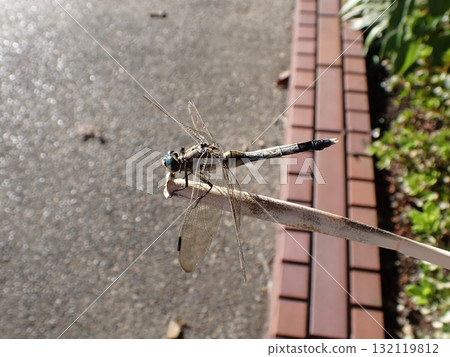 鹽卡拉蜻蜓男 鹽卡拉蜻蜓男 132119812