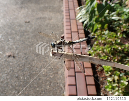 鹽卡拉蜻蜓男 鹽卡拉蜻蜓男 132119813