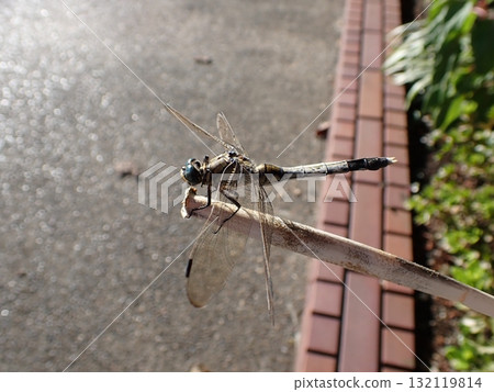 鹽卡拉蜻蜓男 鹽卡拉蜻蜓男 132119814